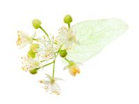 Tilleul Bourgeons Bio