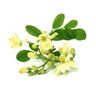 Moringa