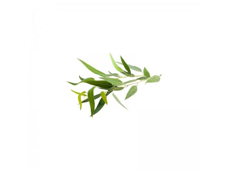 Huile essentielle Eucalyptus globuleux Bio