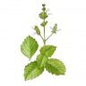 Patchouli