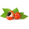 Guarana