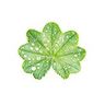 Alchemille