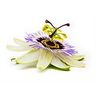 Passiflore