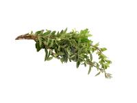 Huile essentielle Thym à linalol Bio