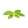 Basilic sacré / Tulsi