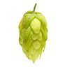 Houblon