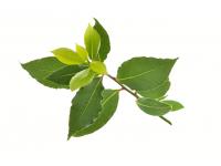 Huile essentielle Laurier noble Bio