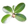 Calophylle (tamanu)