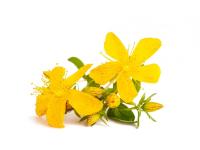 Millepertuis Bio Extrait de plante fraîche