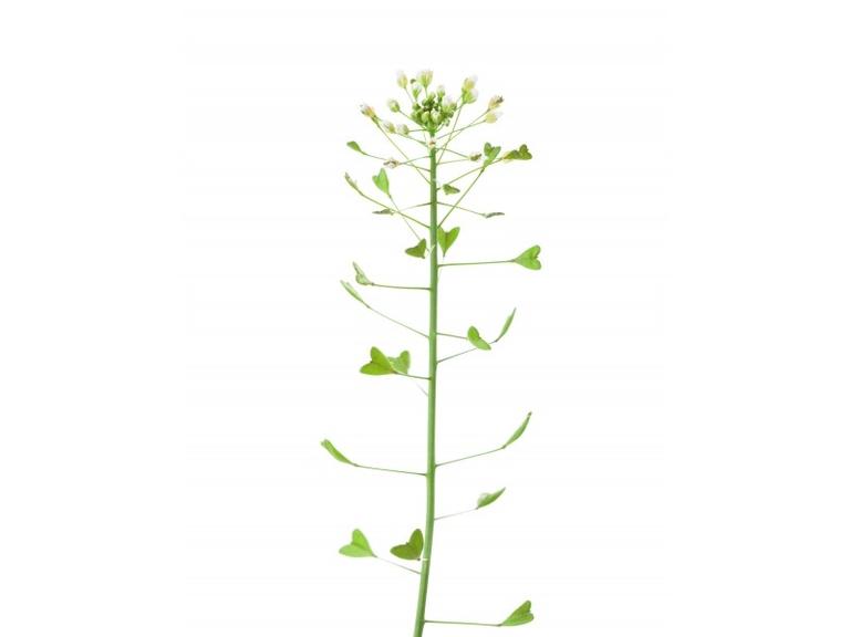 Bourse à pasteur Bio Extrait de plante fraîche