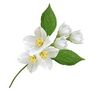 Jasmin