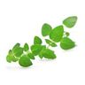 Origan vert
