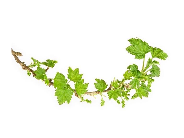 Cassis Bourgeons Bio