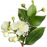 Myrte verte
