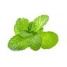 Menthe des champs