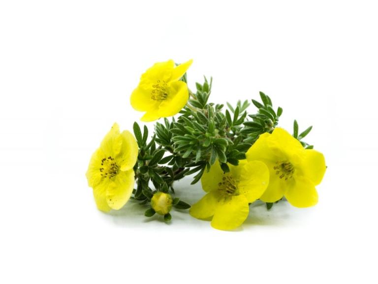 Tribulus Bio 300 mg