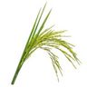 Riz