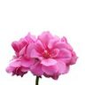 Géranium rosat