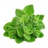 Origan vert
