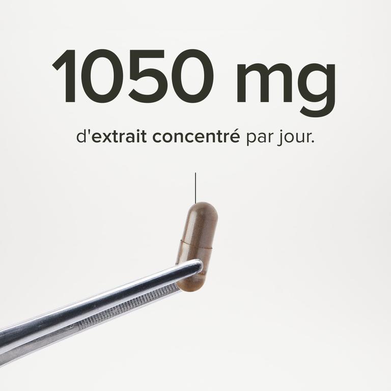 Chaga Bio