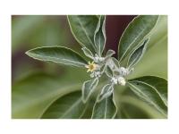 Ashwagandha en poudre Bio