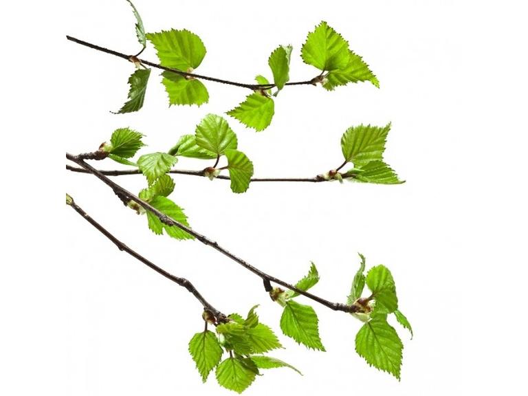 Bouleau Bourgeons Bio