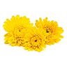 Chrysanthellum americanum