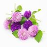 Gomphrena