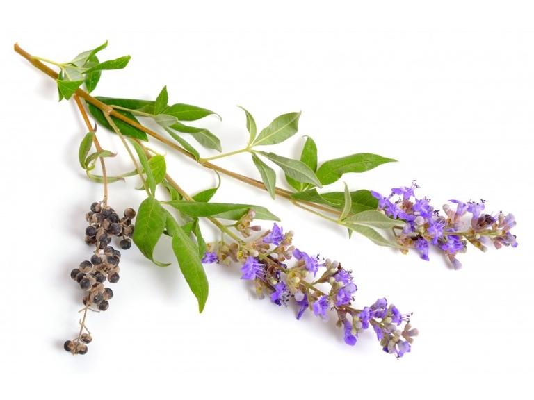 Gattilier Bio Extrait de plante fraîche
