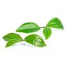 Chlorophylle