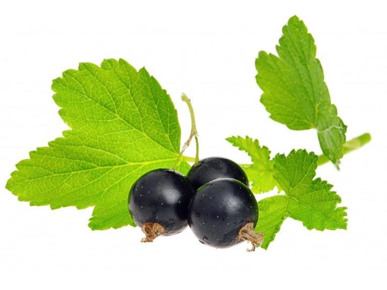 Cassis Bio Extrait de plante fraîche