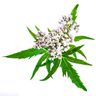 Valériane officinale