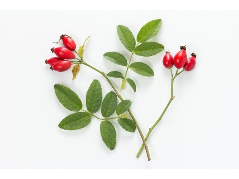 Églantier Bourgeons Bio