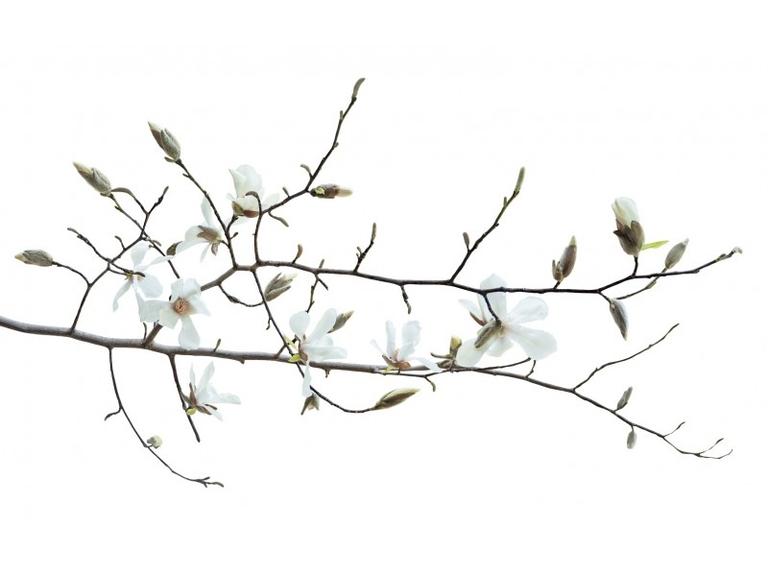 Pommier Bourgeons Bio