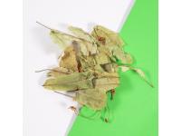 Tilleul Bractée et Fleur Bio
