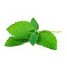 Menthe poivrée