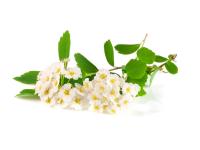 Reine des prés Bio