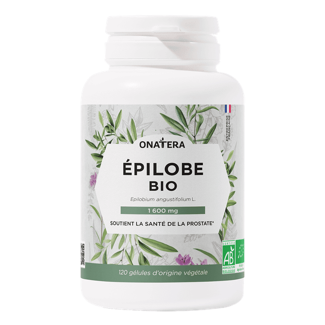 Épilobe