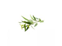 Huile essentielle Eucalyptus globuleux Bio