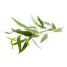 Eucalyptus globuleux