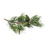 Pin sylvestre