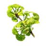 Ginkgo