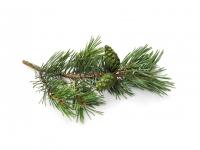 Huile essentielle Pin sylvestre Bio
