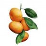 Mandarine rouge