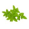Litsée citronnée / Verveine exotique