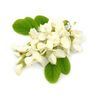 Acacia