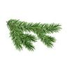 Sapin baumier