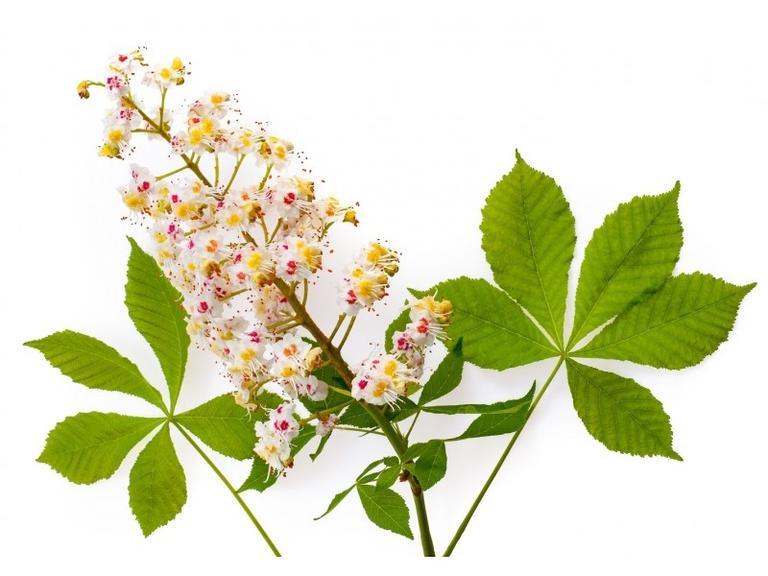 Marronnier d'Inde Bourgeons Bio
