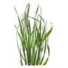 Herbe d'orge