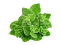 Huile essentielle Origan compact Bio